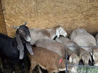 Schaf, Arashan sheep — Foto 5