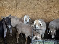 Schaf, Arashan sheep — Foto 1