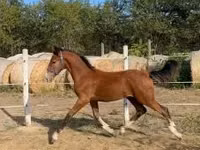 Horse (M), Dutch warmblood horse — photo 2