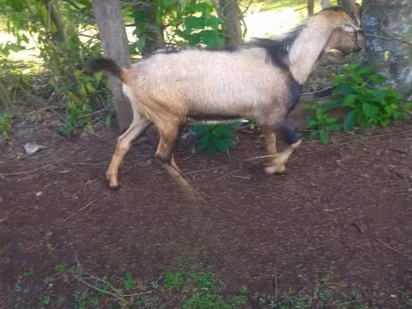 Billy Goat, Alpine goat