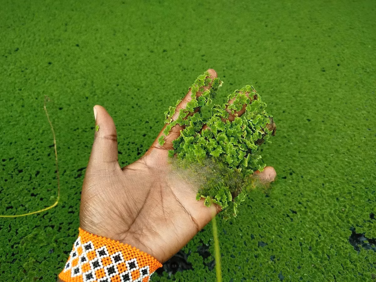 Azolla Seeds - 2000 Ml - Learn How to Grow Azolla From Us