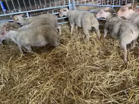 نعجة, Charollais sheep — الصورة 2