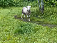Carnero, Romanov sheep — foto 2