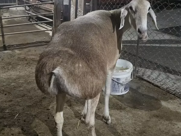 भेड़, Afghan Arabi sheep