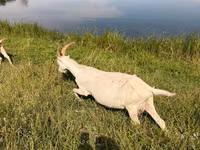 Goat, LaMancha goats — photo 3
