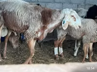 母羊, East Friesian Dairy sheep — 照片 3