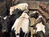 Bull, Simmental cattle — photo 3