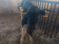 Vaca, Russian Black pied cattle — foto 4