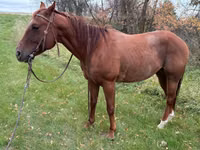 Hengst, Quarter Horse — Foto 2