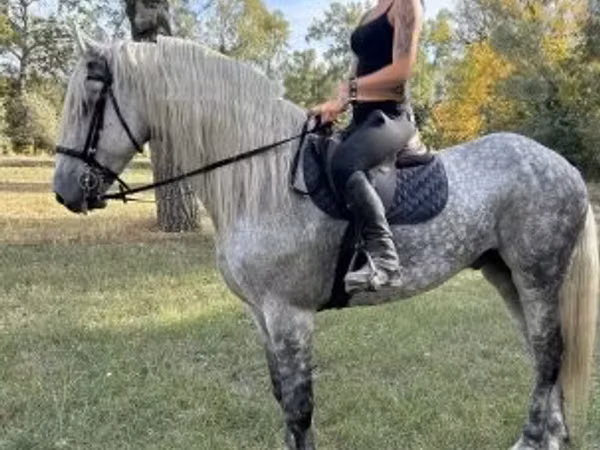 Hengst, Andalusian horse