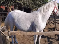 Stute, Lipizzaner — Foto 1
