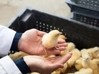 Chickens — Foto 8
