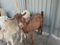 Cabro, Cabras — foto 1
