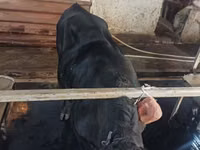 Bovinos (lote, sexo no especificado), Aberdeen-Angus — foto 3