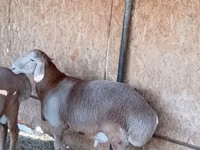 Widder, Arashan sheep — Foto 5