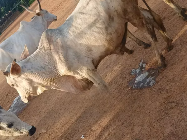 Toro, Ganado vacuno