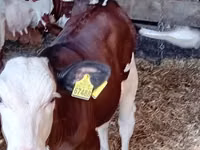 Bovinos (lote, sexo no especificado), Russian Black pied cattle — foto 3