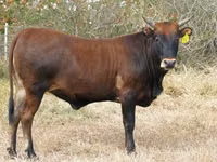 Cattle (batch, sex not specified), Cattle — photo 3