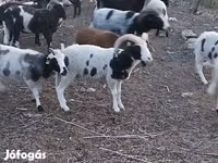 كبش, Jacob's sheep — الصورة 1