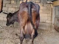Kuh, Wilder Yak — Foto 4
