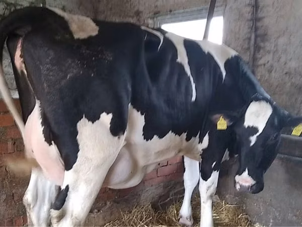 Vaca, Russian Black pied cattle