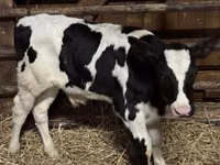 公牛, Russian Black pied cattle — 照片 3