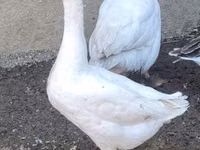 Geese — foto 1
