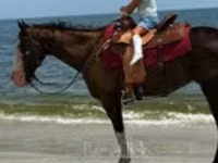 Stute, American paint horse — Foto 7