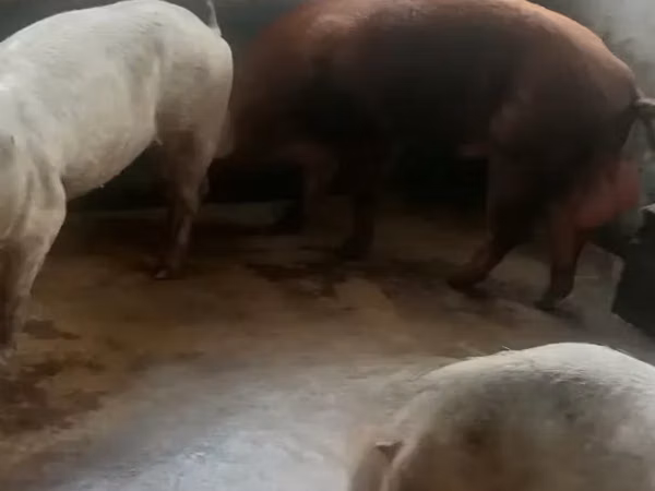 Schweine (Partie, Geschlecht nicht angegeben), Schweine
