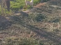 Cabras (lote, sexo no especificado), Cabras — foto 2