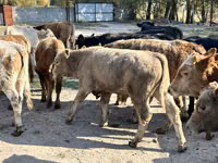 Bull, Swiss cattle — photo 2