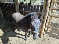 Caballo, Caballos — foto 1