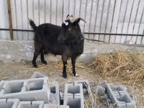 Ziege, Czech Brown Shorthaired goats