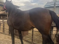 Кобыла, Першеронская порода — фото 4