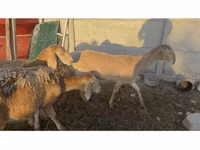 نعجة, Arashan sheep — الصورة 1
