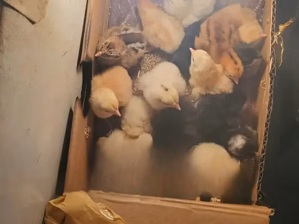 Chickens — Kenya