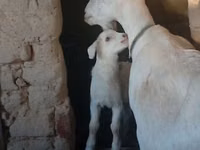 Cabra, Saanen goat — foto 3