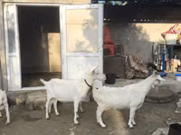 母山羊, Goats — 照片 5