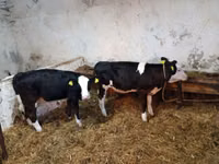 Vaca, Ganado vacuno — foto 7