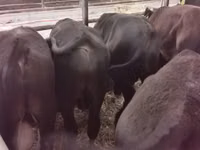 Bulle, Aberdeen-Angus — Foto 4