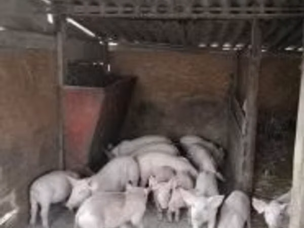 猪（批次，未指定性别）, Pigs