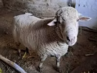 Widder, Merino sheep — Foto 5