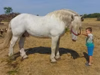 Horse (M), Percheron — photo 1