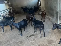 Ziege, Murcia-Granada goats — Foto 1