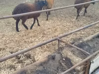 أغنام (دفعة، الجنس غير محدد), Karabakh sheep — الصورة 1