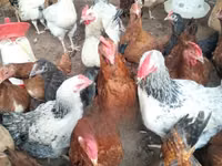 Shamo chickens — photo 5