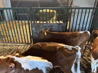 Rinder (Partie, Geschlecht nicht angegeben), Simmental cattle — Foto 6