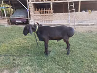 मेढ़ा, Edilbay sheep — फ़ोटो 3