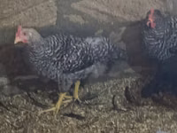Chickens — 照片 3