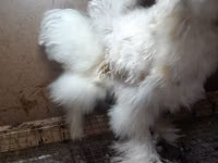 Chickens — Foto 4